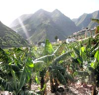 Bananen im Tal von Hermigua