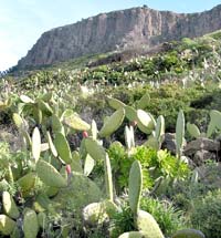 Konkurrenz auf brachliedenden Terrassen unterhalb des Tafelberges La Fortaleza: Feigenkakteen und Tabaiba