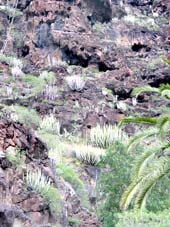 Nationalpark Garajonay: Vegetation in trockenen, felsigen Schluchten