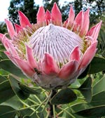 Blüte im Garten des Nationalpark-Besucherzentrums Juego de Bolas