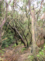 Lorbeerwald im Anaga-Gebirge