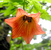 Schönheit am Wegesrand: Blüte im Anaga-Gebirge