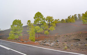 Rotschwarze Erde, frisches Grün der Pinien und Nebel: An den Hängen der Montaña de los Guires