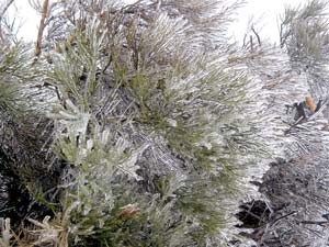 Teide-Nationalpark im Winter: Eispanzer um die Pflanzen
