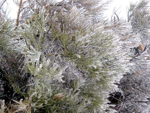 Teide-Nationalpark im Winter: Eispanzer um die Pflanzen Teide-Nationalpark im Winter: Eispanzer um die Pflanzen