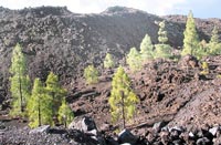 Zartes Grün in schwarzer und roter Lava: Kanarische Kiefer (Pinus canariensis)