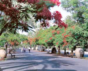 Auf den breiten Ramblas der Inselhauptstadt lässt es sich schön flanieren. (Foto: Cabildo Insular de Tenerife)