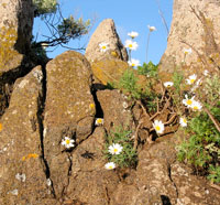 Natur im Teno-Gebirge