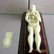 Schwangeren-Anatomie: Exponat im Museum im Landgrafenschloss