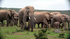 Elefantenfamilie im Addo Elephant Nationalpark (Foto: Eichner-Ramm)