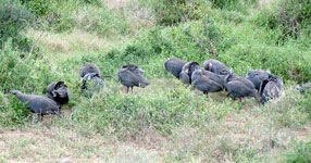 Perlhühner im Addo Elephant Nationalpark (Foto: Eichner-Ramm)
