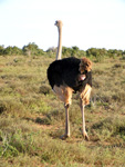 Strauß im Addo Elephant Nationalpark (Foto: Eichner-Ramm)