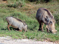 Warzenschweine im Addo Elephant Nationalpark (Foto: Eichner-Ramm)