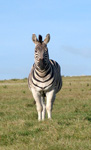 Zebra im Addo Elephant Nationalpark (Foto: Eichner-Ramm)