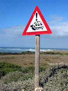 Schildkröten kreuzen am Kap L’Agulhas (Foto: Eichner-Ramm)