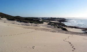 Dünen bei Arniston (Foto: Eichner-Ramm)