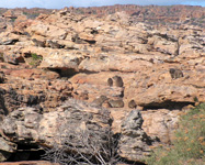 Dassies leben in den Felsen der Cederberge (Foto: Eichner-Ramm)