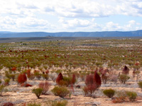 Roiboos-Büsche (Foto: Eichner-Ramm)