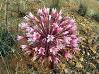 Blüte der Afrikanischen Schmucklilie (Agapanthus africanus, Foto: Eichner-Ramm)