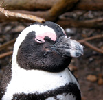 Brillenpinguin bei Boulders (Foto: Eichner-Ramm)