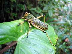 Heuschrecke im Drostdy-Garten (Foto: Eichner-Ramm)