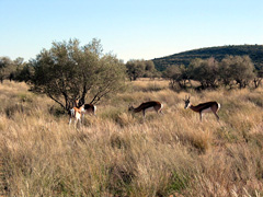 Springböcke bei den Witsand-Dünen (Foto: Eichner-Ramm)