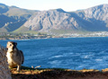 Dassie an der Walker Bay bei Hermanus