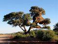 Baum mit imposanten Nestkonstruktionen von Weber-Vögeln