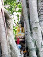 Buddha-Baum im Literaturtempel in Hanoi